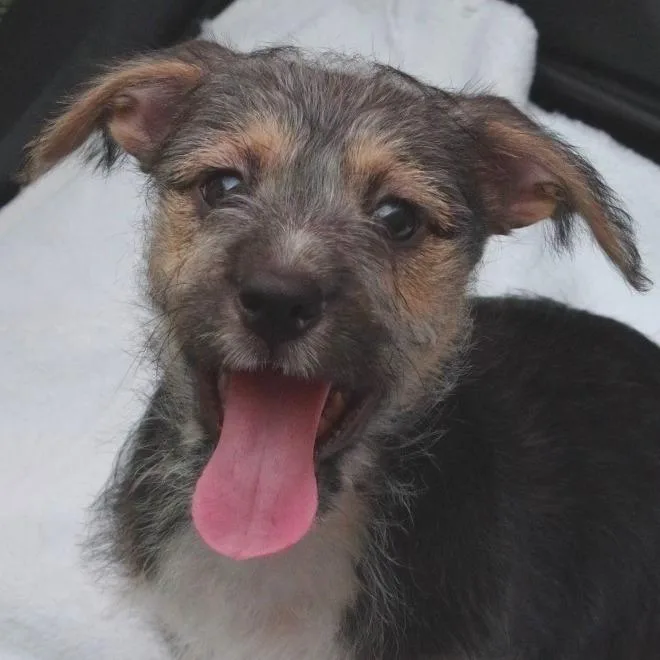Puppy Jupiter thumbnail 4