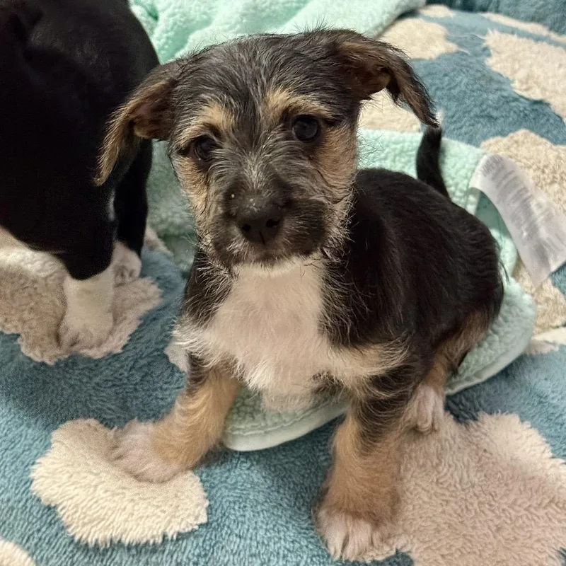 Puppy Jupiter thumbnail 5
