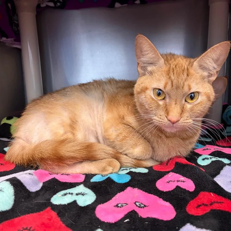An adult medium-sized female Orange / Red Domestic Short Hair cat named Stray A for adoption in Keizer, OR