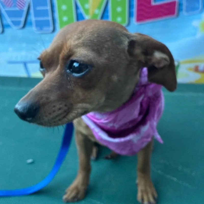 An adult small-sized female Brown / Chocolate Chihuahua dog named Coco for adoption in Aledo, TX