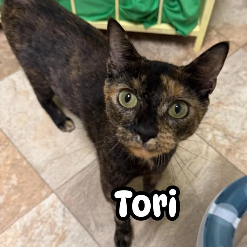 A young medium-sized female Tortoiseshell cat named Tori for adoption in Saint Marys, WV