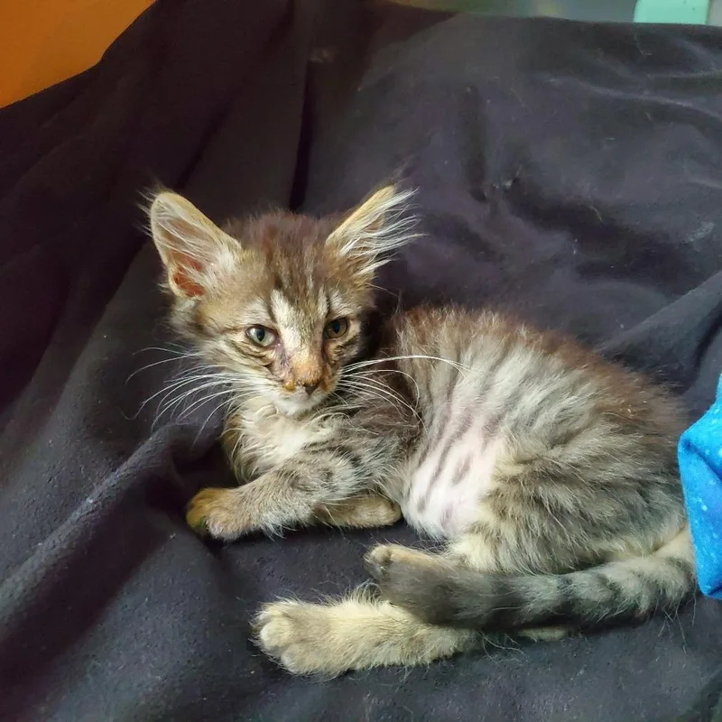A baby small-sized male Brown / Chocolate Domestic Short Hair cat named Ryland for adoption in Jefferson city, TN