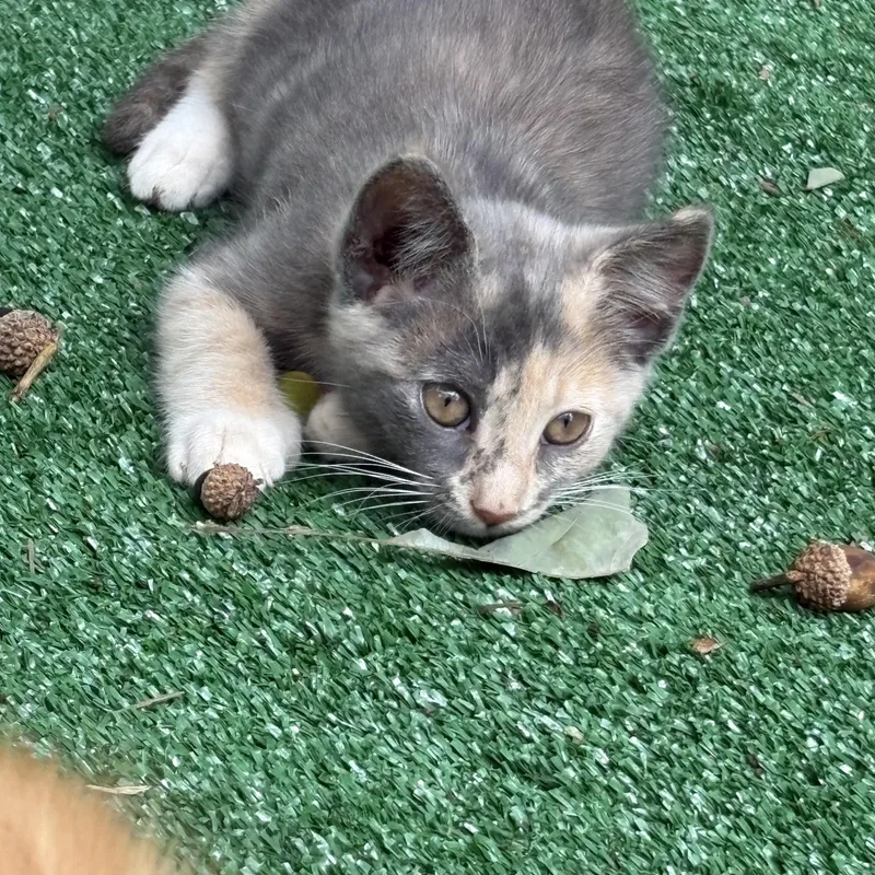 A baby small-sized female Dilute Calico American Shorthair cat named Fruit Loop for adoption in Hickory, NC