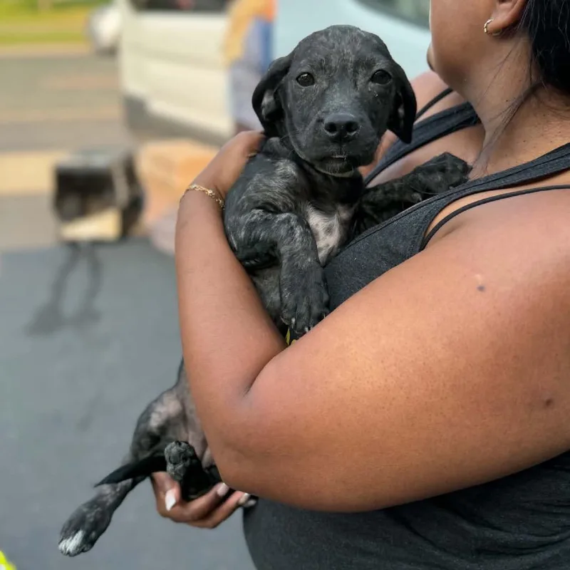 A baby small-sized female Black Mixed Breed dog named Cece for adoption in Buffalo, MN