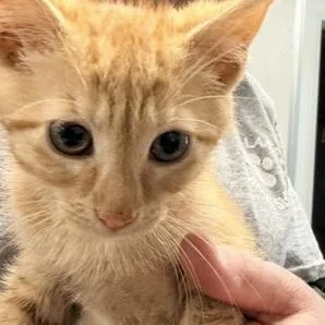 A baby small-sized female Domestic Short Hair cat named Dorito for adoption in Horn Lake, MS