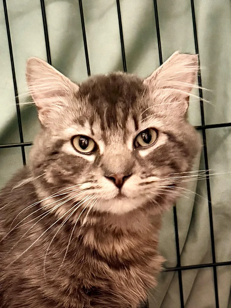 An adult medium-sized male Domestic Medium Hair cat named Goosewillow Grove for adoption in Greenville, DE