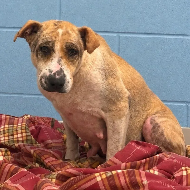 A senior small-sized female Labrador Retriever dog named Phoenix for adoption in Marshall, TX