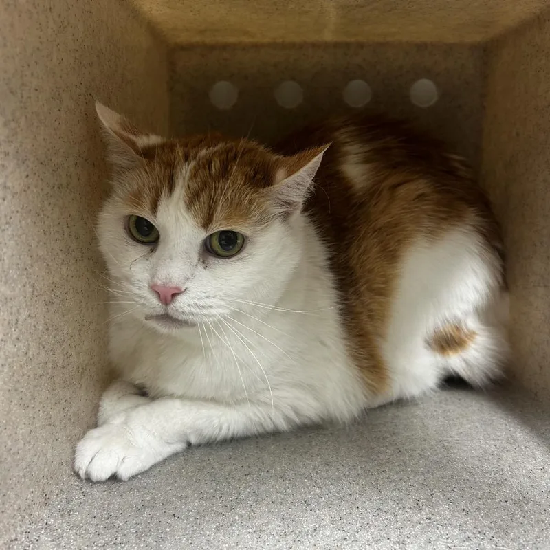 A senior large-sized female Orange / Red Domestic Medium Hair cat named Joyful for adoption in Reno, NV