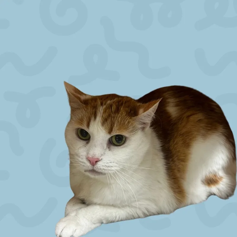 Joyful thumbnail 2