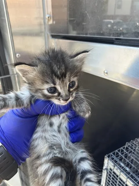 A baby medium-sized female American Shorthair cat named Ronnie for adoption in Dallas, TX