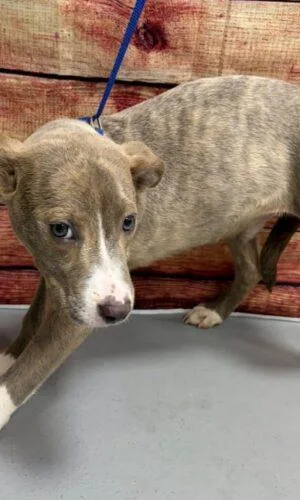 A young small-sized male Pit Bull Terrier dog named AC "Mike" for adoption in Conyers, GA