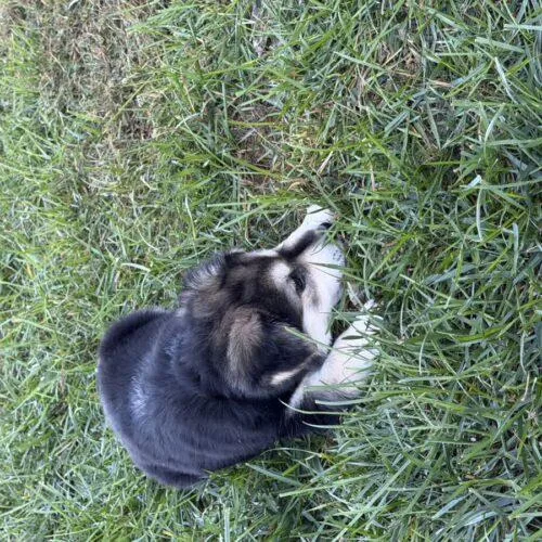 A baby small-sized female Beagle dog named Morticia for adoption in Christiansburg, VA