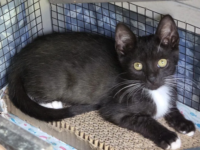 A baby medium-sized female Black & White / Tuxedo Domestic Short Hair cat named Ivy for adoption in Bowie, MD