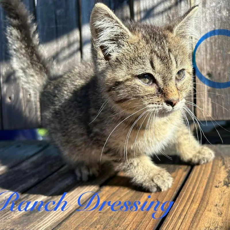 Ranch Dressing