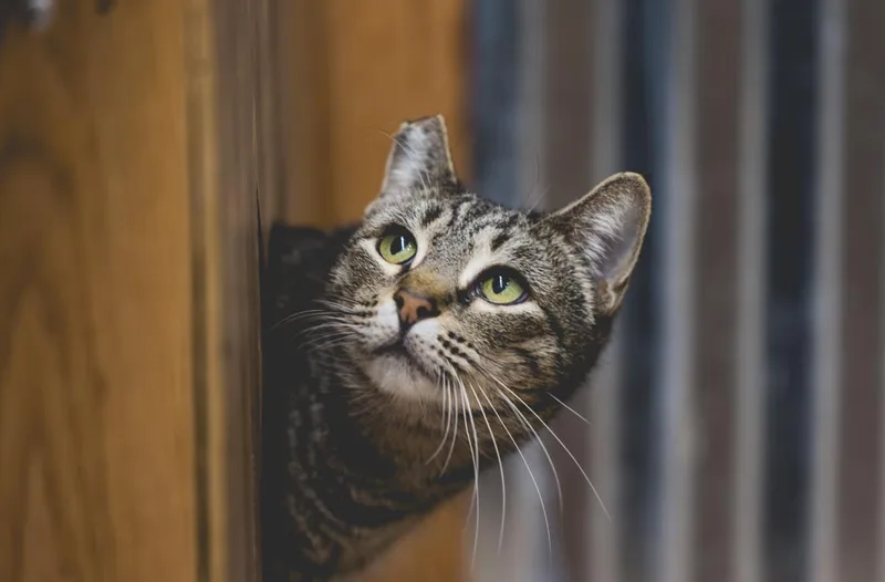A young medium-sized female Domestic Short Hair cat named Sargent Sassafras for adoption in Lincoln, CA