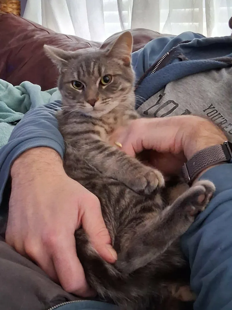 Panthera thumbnail 2