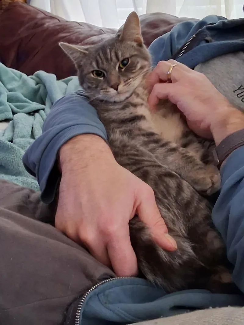 Panthera thumbnail 3