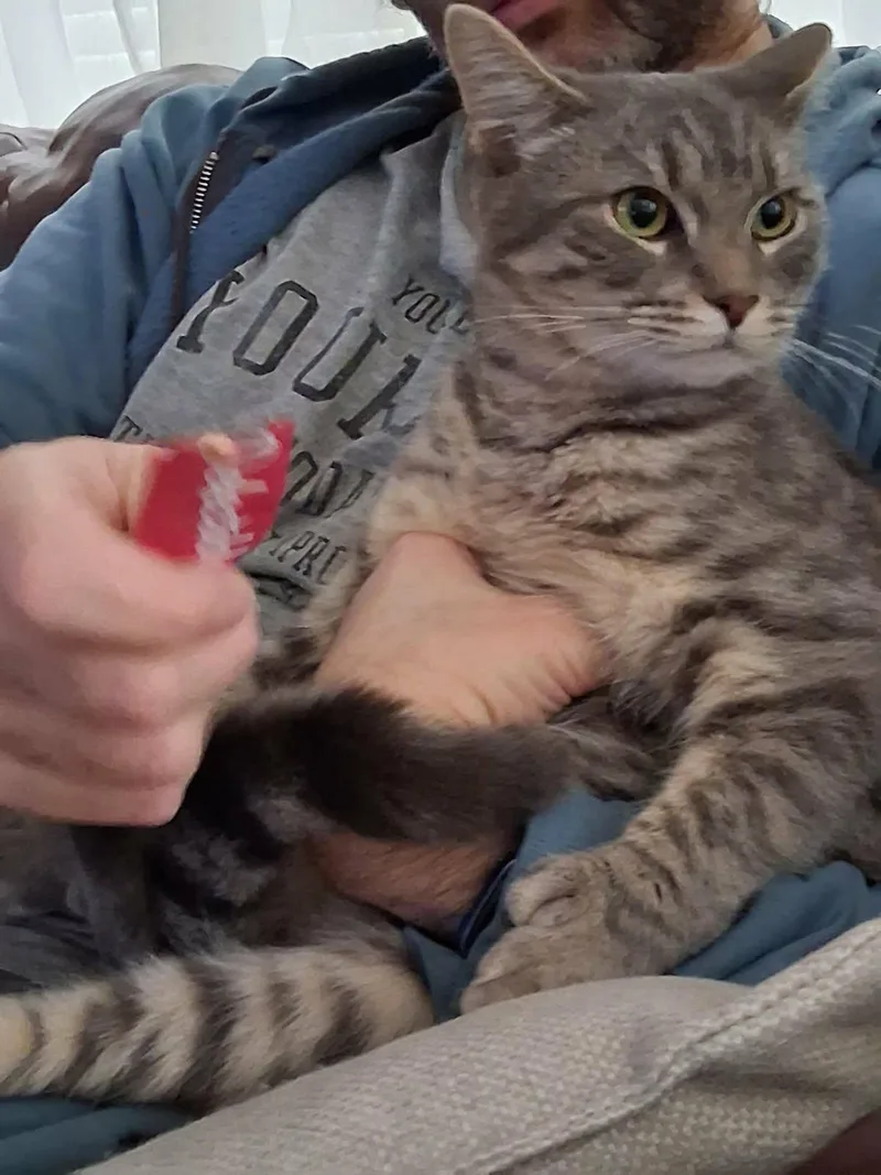 Panthera thumbnail 4