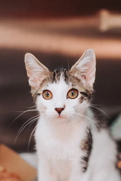 A young small-sized male Domestic Short Hair cat named a Cedar for adoption in North Charleston, SC