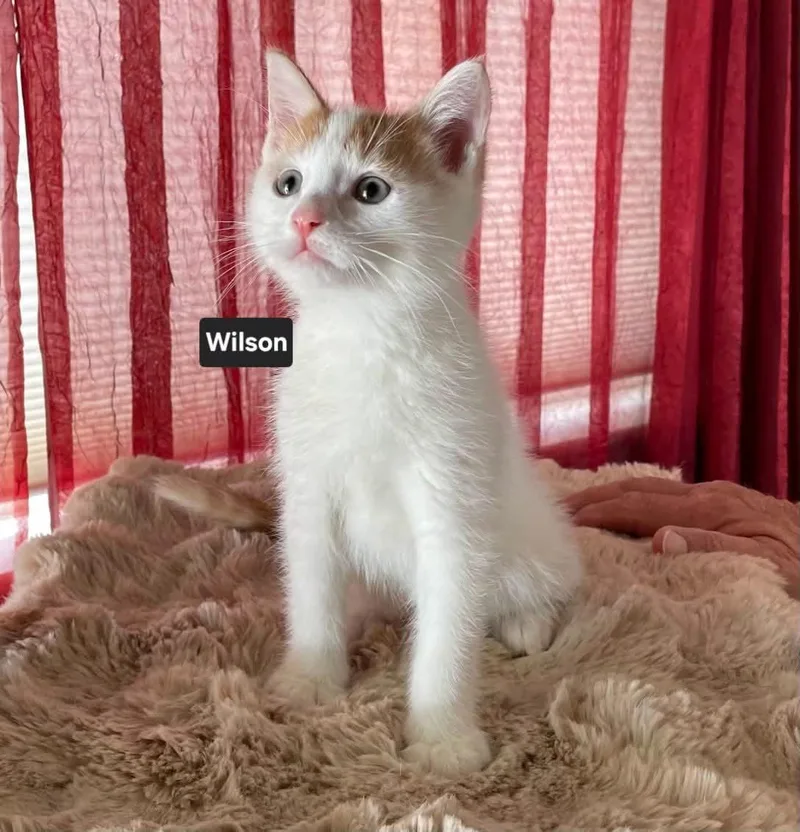 A baby medium-sized male White Tabby cat named Wilson for adoption in Wyandotte, MI