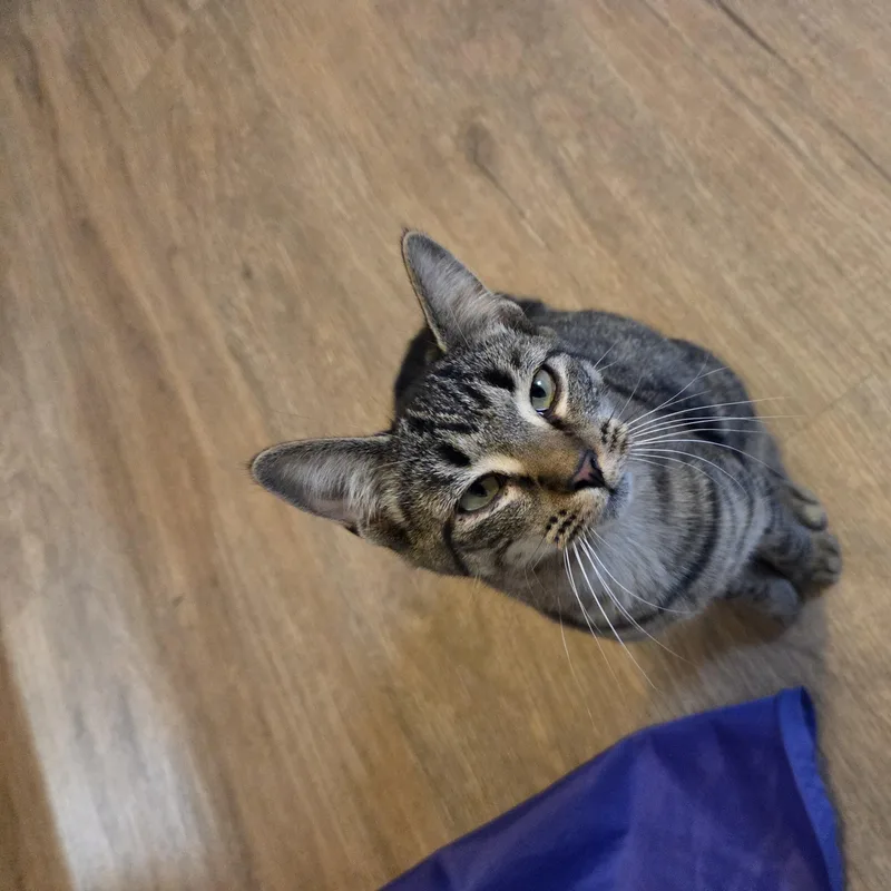 A young medium-sized female Domestic Short Hair cat named Jewel for adoption in Manistique, MI