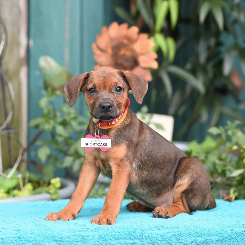 A baby small-sized female Black Terrier dog named Shortcake for adoption in Wake Forest, NC