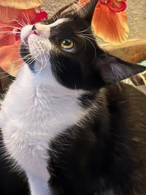 A baby medium-sized male Black & White / Tuxedo Domestic Short Hair cat named Pirate for adoption in Oceanside, CA