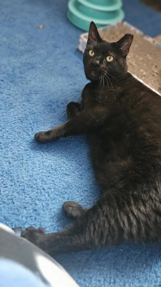 An adult large-sized male Black Domestic Short Hair cat named Franz for adoption in Olyphant, PA
