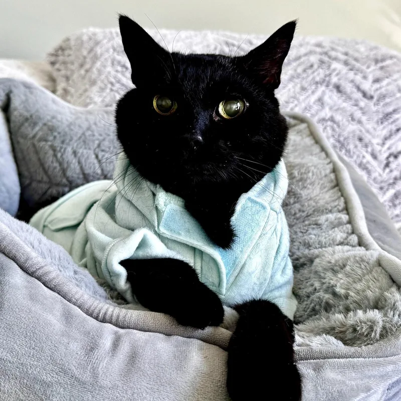 A senior large-sized male Black Domestic Short Hair cat named Jinx for adoption in FITCHBURG, MA