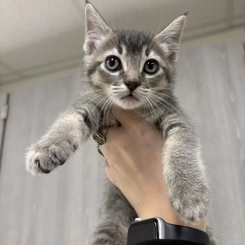 A baby small-sized female Domestic Medium Hair cat named Rune for adoption in Beaumont, TX