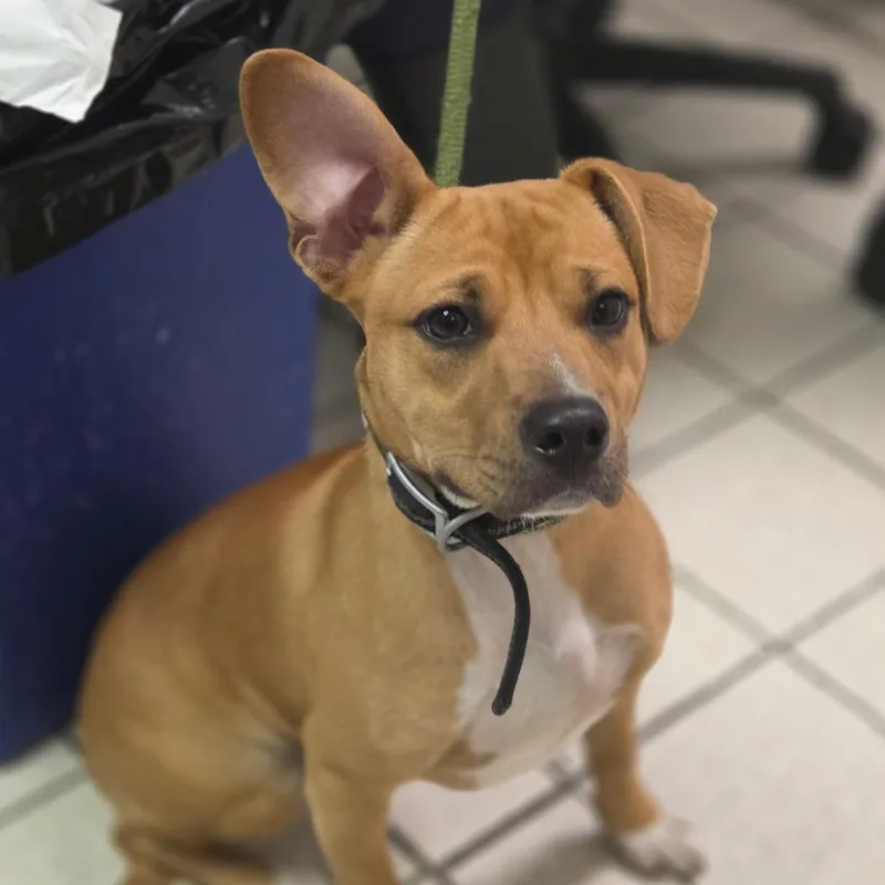 A young medium-sized male Brown / Chocolate Mixed Breed dog named Richard for adoption in Charleston, WV