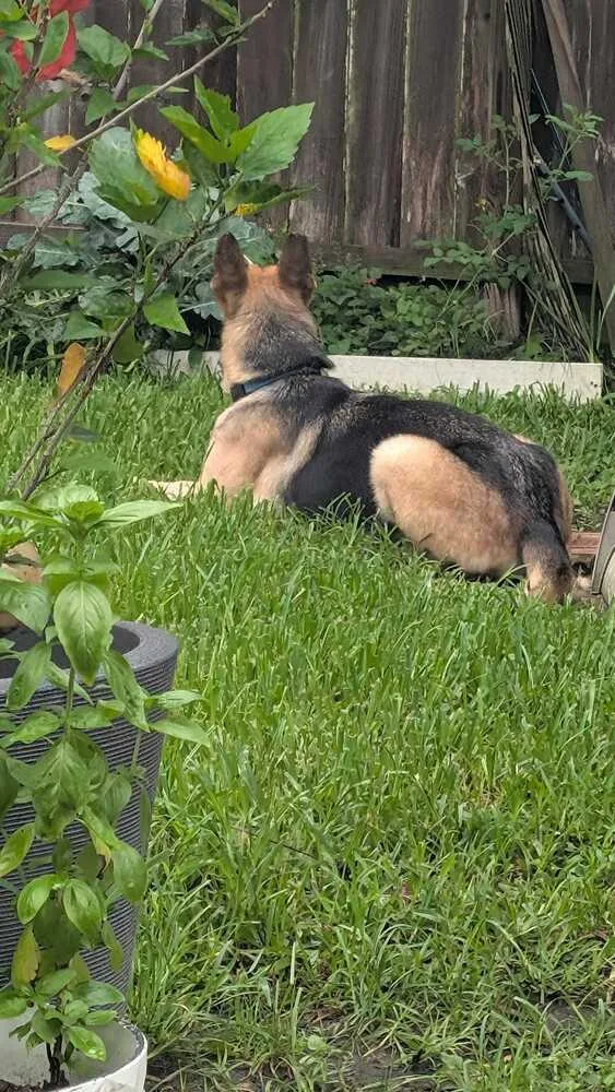 An adult large-sized female German Shepherd Dog dog named Maia for adoption in Houston, TX