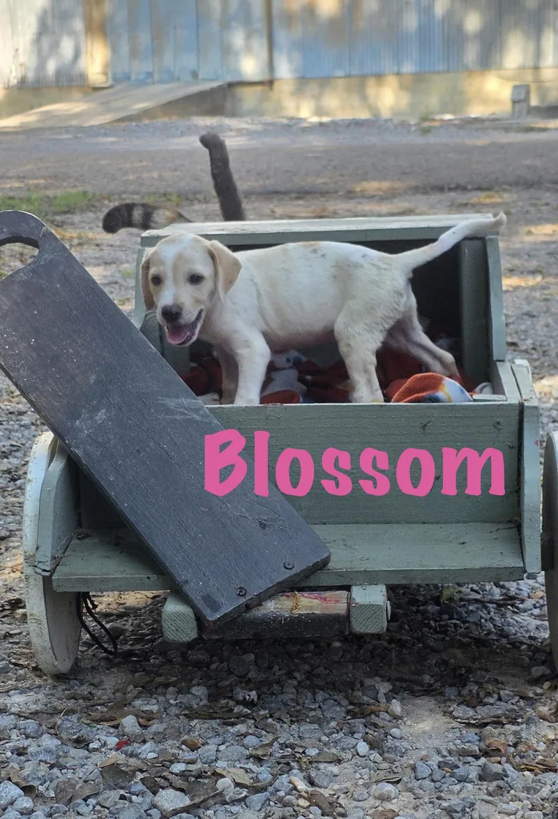 A baby medium-sized female Mixed Breed dog named Blossom for adoption in Rock Hill, NY