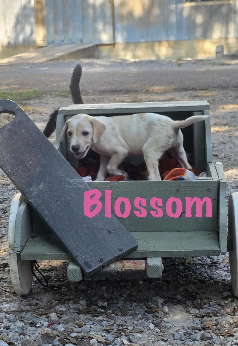 Blossom thumbnail 2