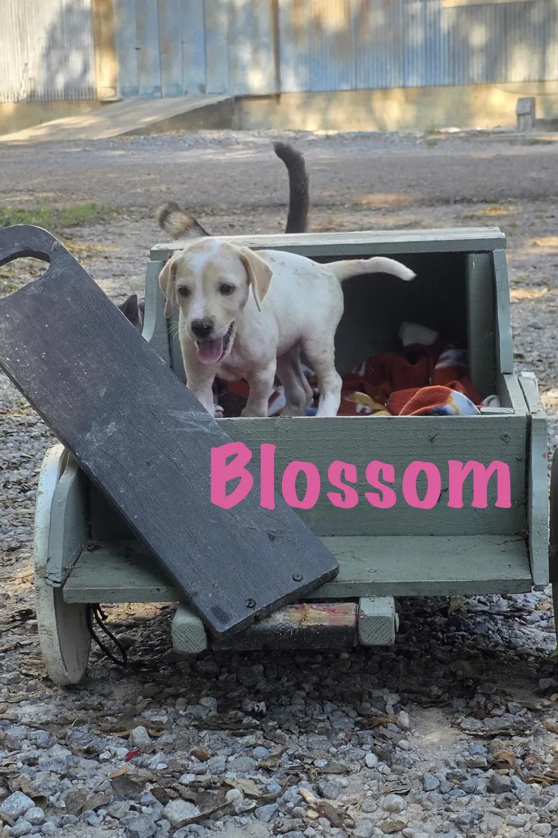 Blossom thumbnail 4