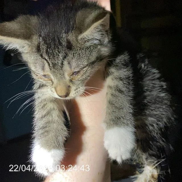 A baby small-sized female Domestic Short Hair cat named Wendy for adoption in Indianapolis, IN