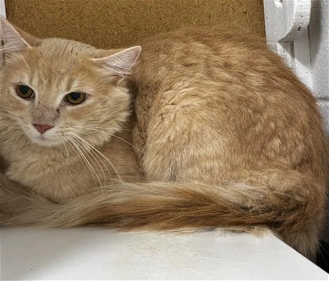 A young small-sized male Domestic Medium Hair cat named Thorax for adoption in Upper Marlboro, MD