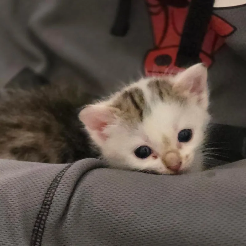 A baby small-sized female White Domestic Short Hair cat named Tila for adoption in Chicago, IL