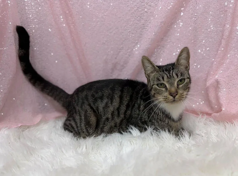 An adult medium-sized female Domestic Short Hair cat named Maya for adoption in Clarkesville, GA