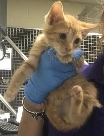 A baby small-sized male Domestic Short Hair cat named A for adoption in Conroe, TX