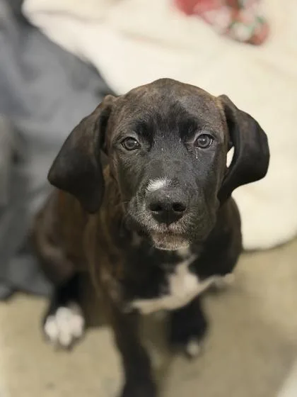 A baby extra large-sized female Cane Corso dog named Nori for adoption in Sacramento, CA