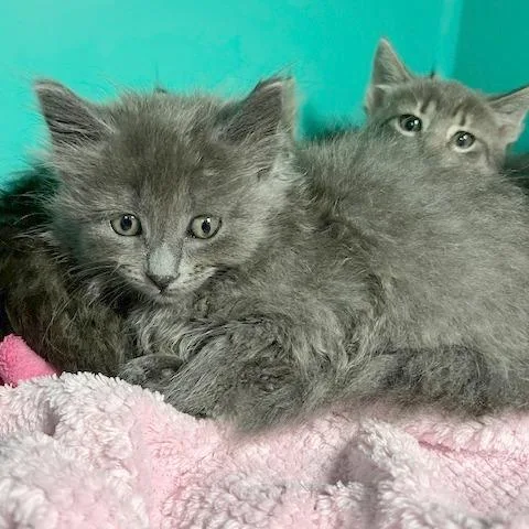 A baby small-sized female Gray / Blue / Silver Domestic Medium Hair cat named Calista for adoption in Owosso, MI