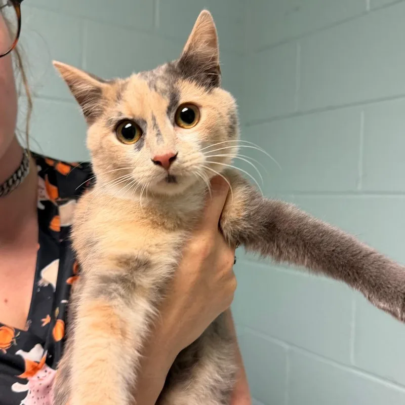 A young small-sized female White Domestic Short Hair cat named Cordelia for adoption in Fredericksburg, VA