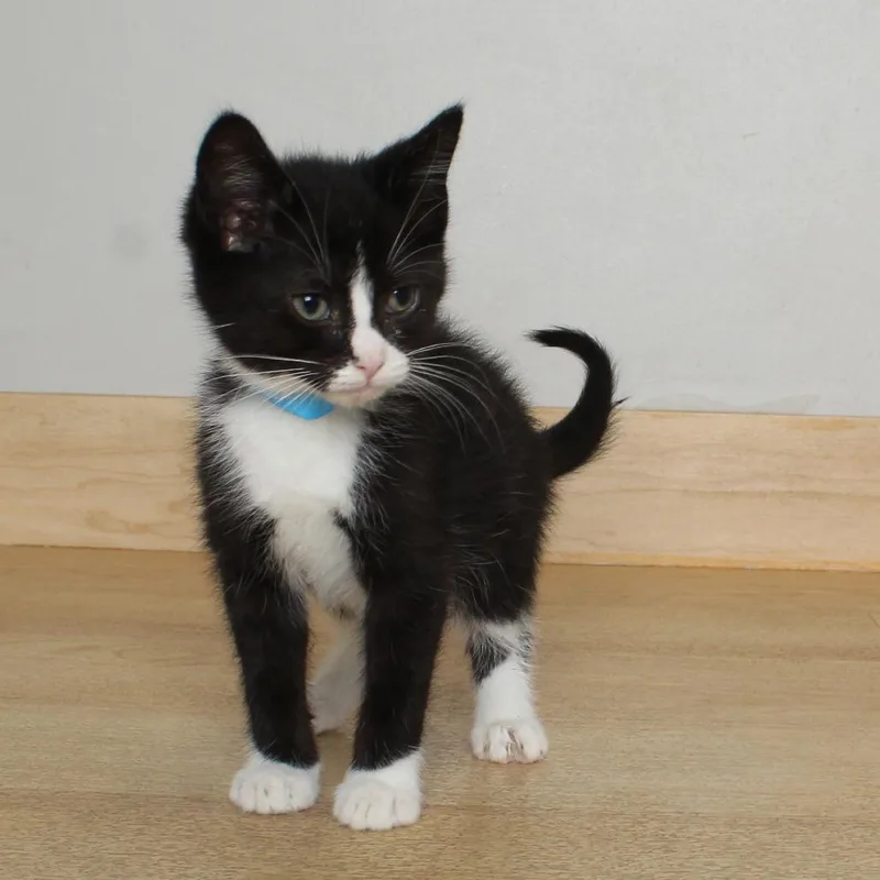 A baby small-sized male Black Domestic Short Hair cat named Digit C for adoption in Minnetonka, MN