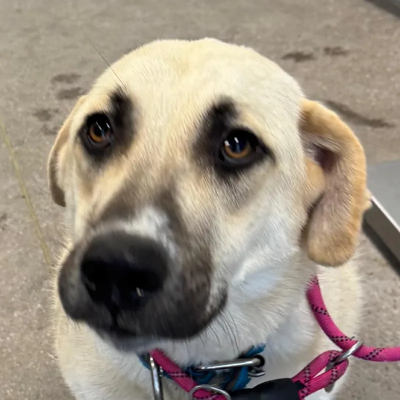 A young medium-sized female White / Cream Mixed Breed dog named Giselle for adoption in Las Cruces, NM