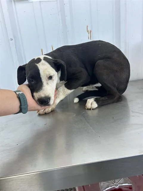 A baby small-sized female Pit Bull Terrier dog named Kaelle for adoption in Bakersfield, CA