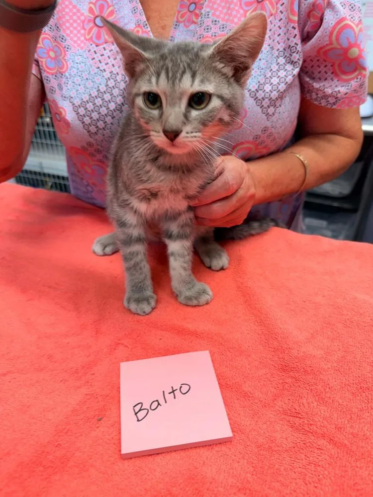 A baby small-sized male Domestic Short Hair cat named Balto for adoption in Vancouver, WA