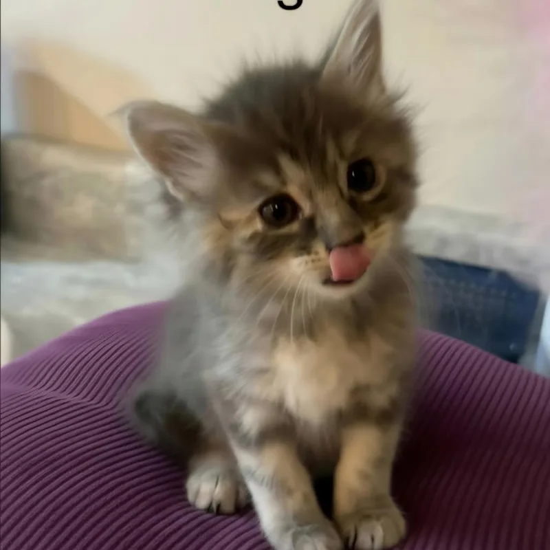 A baby small-sized female Gray / Blue / Silver American Shorthair cat named Golden Tempo for adoption in Warrensburg, MO