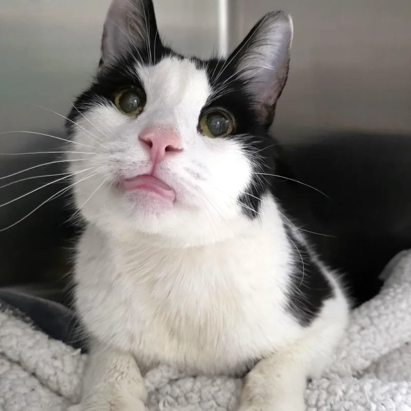 A senior small-sized male Black Domestic Medium Hair cat named Monster for adoption in Michigan City, IN