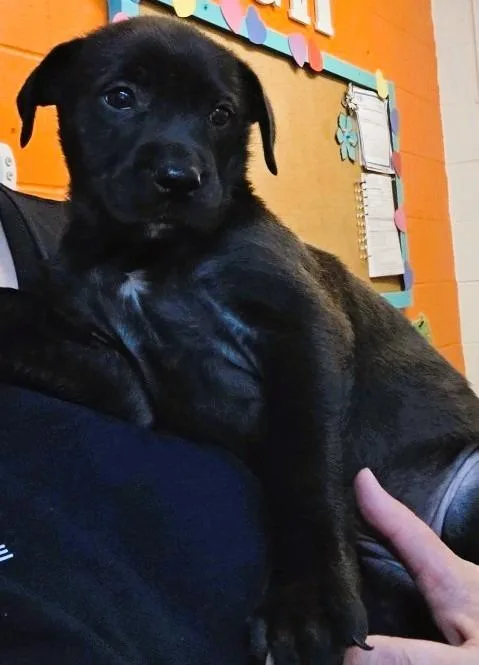 A baby small-sized female Mixed Breed dog named Stella for adoption in Crandon, WI